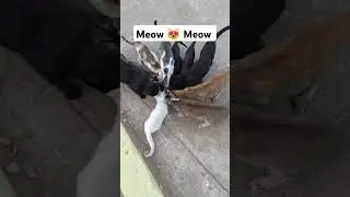 Feeding Stray cat's Meow #1million howtomakebeautiful