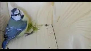 We might have a prospective tenant in the nestbox?