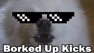 Borked Up Kicks | Pumped Up Kicks vs Gabe the Dog