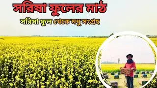 সরিষা ফুলের মাঠ এবং মধু চাষ || Mustard flower fields and honey cultivation #সরিষাফুল #alaminvlogbd
