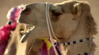 Bitten by a Camel | Ben & James Versus the Arabian Desert | BBC Studios