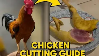 Part 1 - Country chicken cutting in village style guide video #chickencutting_skills