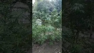 Garten - 3 Outdoor Grow Garden Dekoration 🌴 #shorts #gardening #plants