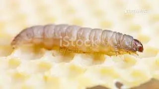 Plastic Khaane Wala Keeda 😱 | Wax Worm Solution to Plastic Pollution | India