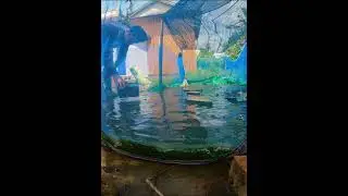 Tips for Keeping Frog Water Clean and Fresh