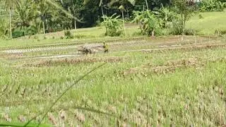 YAYAN JATNIKA pop Sunda full album 