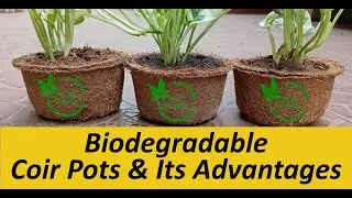 Biodegradable Coir Pots & Their Advantages: Cocopeat Pots, Eco-Friendly Pots for Healthy Plants.