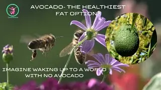 Avocado- the healthiest fat option?