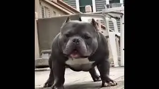 funny pit bull moments 2021