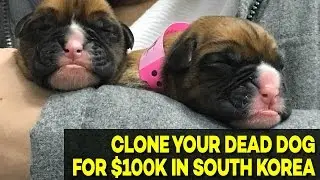 Lab In South Korea Will CLONE Your DEAD Dog For $100,000