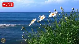 Suono di Onde nel Mare e Brezza leggera di Vento 