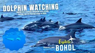 Dolphin Watching in Panglao Bohol Philippines
