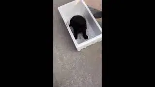 Rural China Animal Market Live | Dog Pens, Negotiations, and On-the-Ground Reality