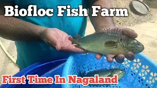 Biofloc Fish Farming In Nagaland | Dimapur Cheapest Fish Market | Wholesale Fish Price | Sematilla