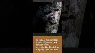 The Aye-Aye: Madagascar's Strangely Unique Primate