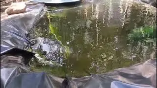 Os peixes que amaram esse lago, nesse calor 