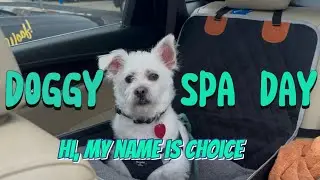 Ep. 4: Hollywood Feed | Spa Day 🫧 #dogmom #petlovers #newvideo #youtube