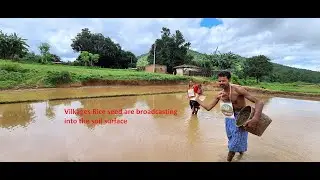 Rice seed are broadcasting into the soil surface Vilkages farmers to prepare nursery.