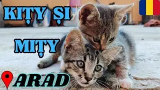 Lovely😻Cat's😺#animaledecompanie