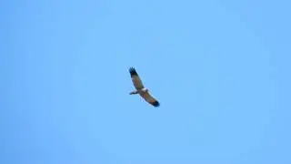 Chanting Goshawk Eastern DSCN6001