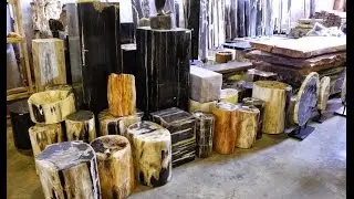 Petrified Wood Interior