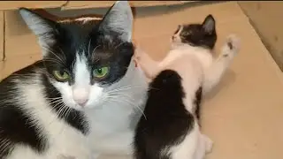 Rescued Mother Cat Stares With Sad Eyes 😿 | Waiting for Someone to Trust