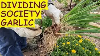 How to separate or divide Society Garlic tubers; Society Garlic update