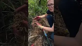 How to Divide Camassia Bulbs