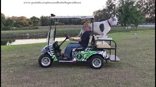 200 lb Great Dane Loves Going For A Golf Cart Ride