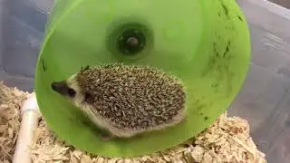 Carolina Storm Bucket wheel and hedgehog