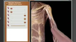 Anatomy & Physiology App - Dissection Tool for Human Anatomy