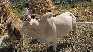 Animal Bull & Cow || Meeting Strong Behavior 💪