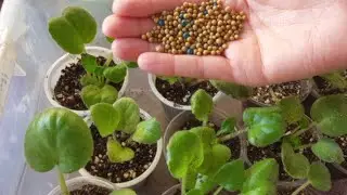 Yavaş Salınımlı Gübre Ne Miktarda Kullanılır. Akıllı gübre kullanımı. 9 aylık gübre.