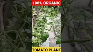 100% Organic Tomato Plant #shortvideo #viral #shorts
