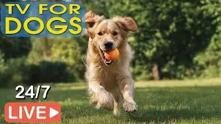 🔴[ПРЯМАЯ ТРАНСЛЯЦИЯ] Музыка для собак🐶💖Расслабляющая музыка для сна собак💖Успокаивающая музыка для🎵