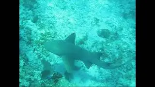Chriss and Ian: An Underwater Adventure