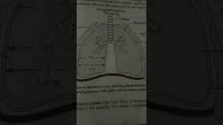 ##Structure of Thoracic cavity ##youtubeshortsvideo ##shortsvideo##