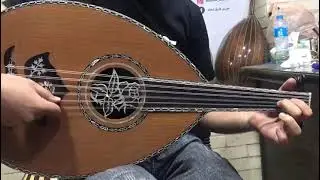 Maurice Shehata Oud ASEEL - 0180