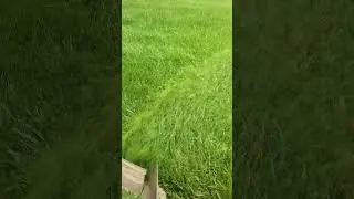 New mower tires are great