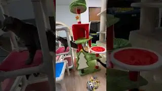 Perfect Christmas &ldquo;tree&rdquo; for cats! #amazonpets #cattree #xmastree