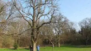 Podiranje hruške.wmv