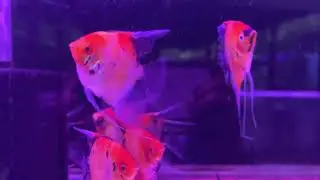 Red Devil Angels Available @Petzlifeworld Chennai For New Home