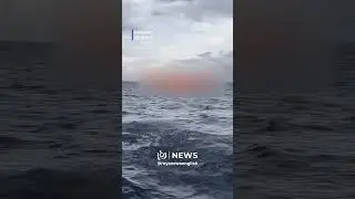 Dolphins swim alongside Freedom Flotilla heading to Gaza