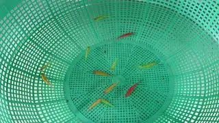 Zebra fish breeding വിജയവും പരാജയവും My Farming EP262