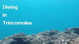 Diving in Trincomalee