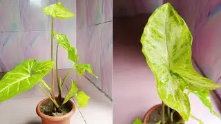 How to propagate syngonium White Butterfly /Arrow Head plant in soil🌱🌱