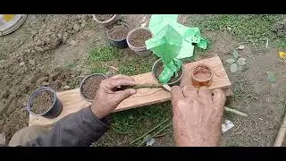 Punjab's green secret 🌿 | my home gardening journey | #garden 