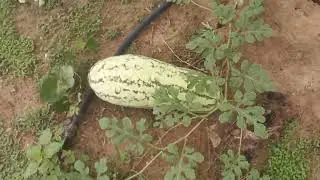 Mostrando o plantio de arroz