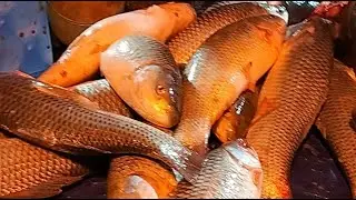 🔴 Professional Fish Cutting Live | Clean & Fresh Seafood | For USA & Europe Viewers