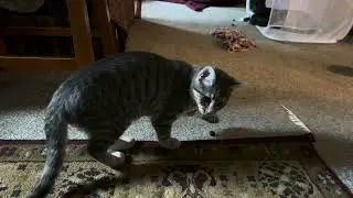 Piper plays with a blueberry